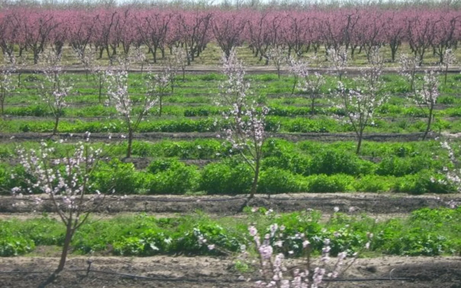 Almond trees in an orchard in bloom, showing the agricultural landscape of California