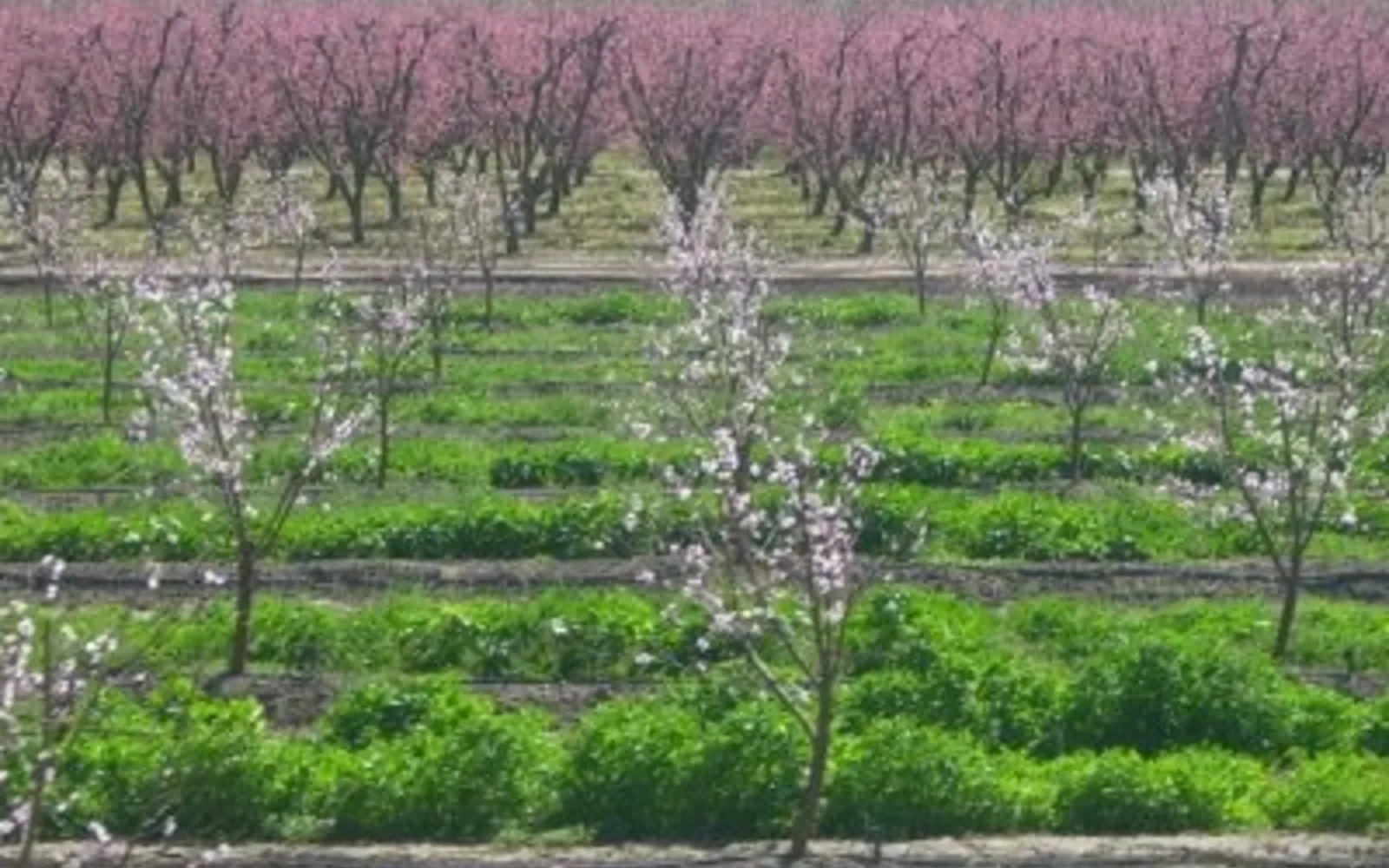 Rows of almond trees in a California agricultural orchard, showing the productive landscape surrounding the region